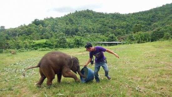 Девушка засняла смеющегося слоненка (ФОТО)