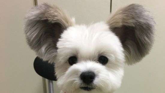 Фотографии собаки с ушами Микки - Мауса покорили сеть