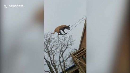 Собака-канатоходец стала звездой интернета (ВИДЕО)