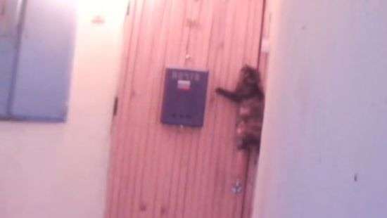 Смышленая кошка догадалась, как побыстрее попасть к себе домой - ВИДЕО