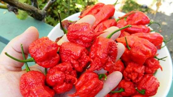 Американец съел самый острый в мире перец чили и попал в больницу