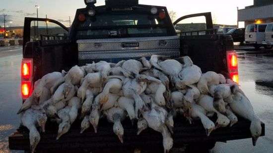 В штате Айдахо с неба падали мертвые гуси