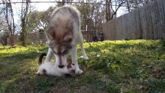 Ответственный хаски в роли няньки попал на ВИДЕО