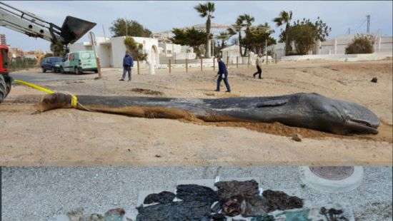В Испании на берегу нашли 10-метрового мертвого кашалота (ФОТО)