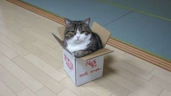 Настойчивый кот попытался залезть в маленькую коробку и попал на ВИДЕО