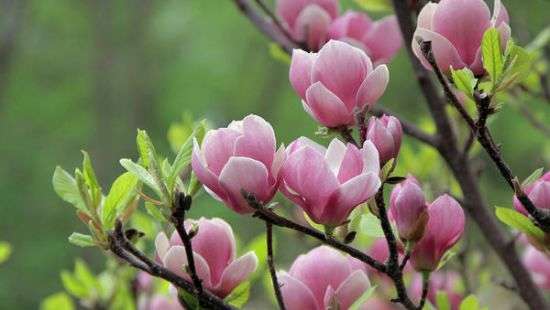 В Украине расцвела магнолия (ФОТО)