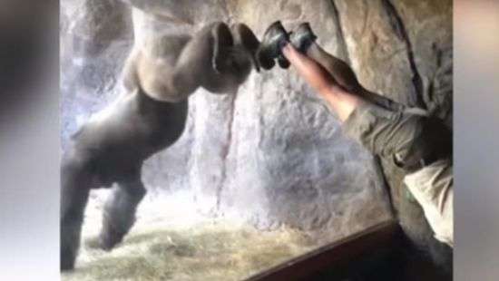 Соцсети покорила горилла, которая освоила йогу (ВИДЕО)