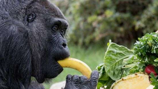 Самая старая горилла в мире отпраздновала день рождения