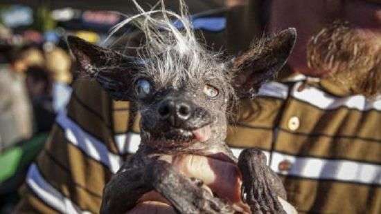 Самый уродливый пес Великобритании станет «лицом» модельного агентства (ФОТО/ВИДЕО)