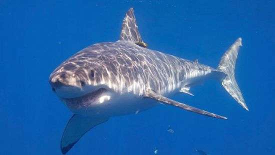 Возле берегов США стали собираться стаи огромных акул