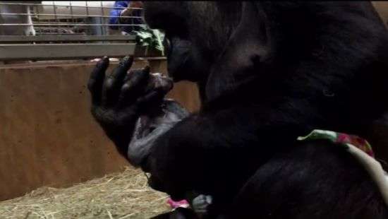 В Вашингтоне сняли уникальные кадры рождения гориллы (ВИДЕО)