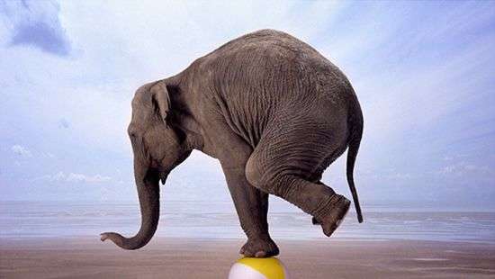 В Африке слон занялся йогой прямо на проезжей части