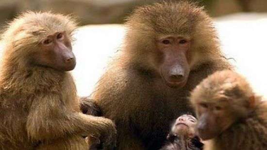 В Техасе из научного центра сбежали бабуины, подкатив к стене бочку