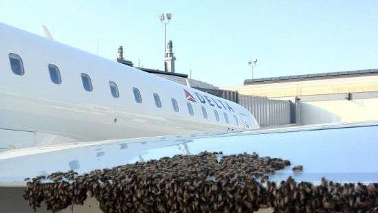 В аэропорту «Внуково» эвакуируют пассажиров из-за нападения пчел