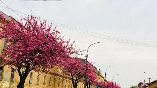 В Мукачево расцвела самая длинная аллея сакуры в Украине