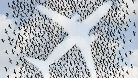 Составлен топ-10 птиц, нанесших наибольший урон ВВС США