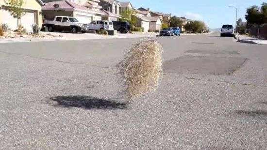 В США перекати-поле атаковало два города и заблокировало дом (ВИДЕО)