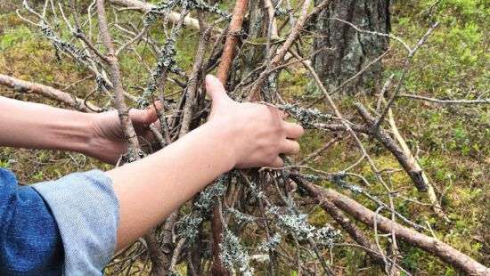 Путин разрешил россиянам собирать хворост