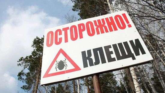 Чем опасны клещи и что делать, если вас укусили
