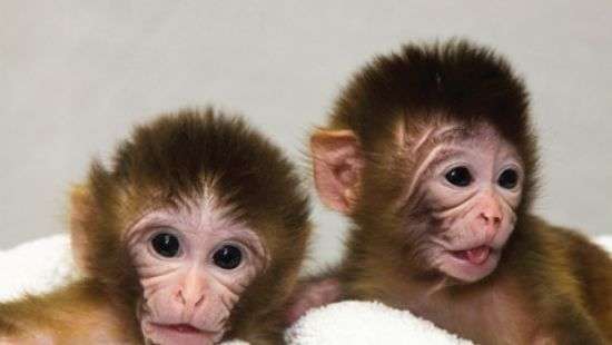 Созданы первые безопасные противозачаточные для мужчин