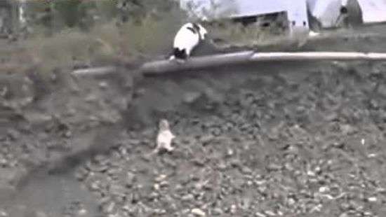 Кошка героически спасла щенка и попала на ВИДЕО