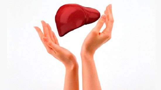 Медики нашли способ быстрого восстановления печени