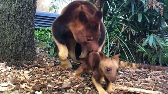 Первые шаги неуклюжего кенгуренка попали на ВИДЕО