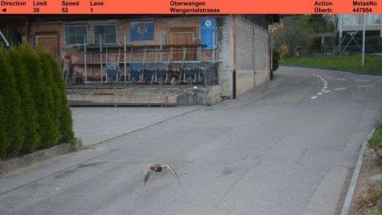 В Швейцарии полицейские засекли утку, превышающую скорость на дороге (ФОТО)