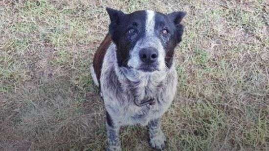 В Австралии старый пес спас потерявшуюся 3-летнюю девочку (ВИДЕО)