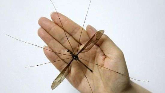 В Китае нашли комара-монстра размером с ладонь (ФОТО)