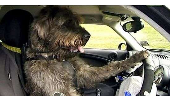 Собака угнала машину хозяина и въехала в магазин - ВИДЕО