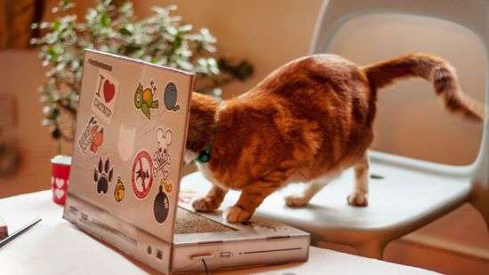 Кот, свалившийся с ноутбуком, рассмешил соцсети (ВИДЕО)