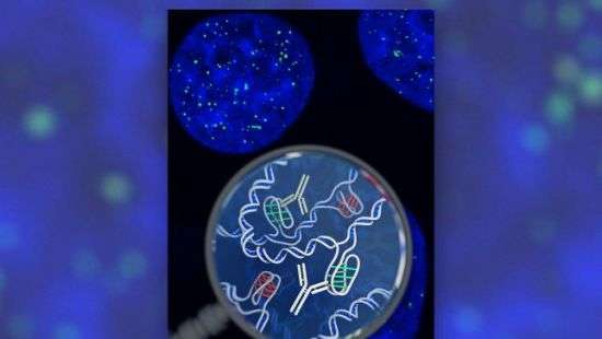 Ученые нашли в клетках человека форму ДНК, до этого создаваемую только в лабораториях