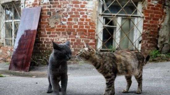Горсовет Днепра признал бездомных котов частью экосистемы города