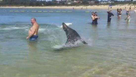 Наглый морской лев устроил охоту прямо на пляже и попал на ВИДЕО