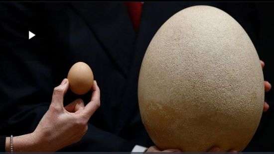 Окаменевший зародыш: в Буффало нашли яйцо вымершей птицы-слона