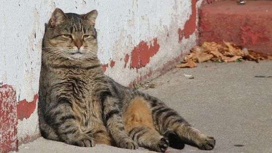 В Одессе выделили полмиллиона на массовую кастрацию котов