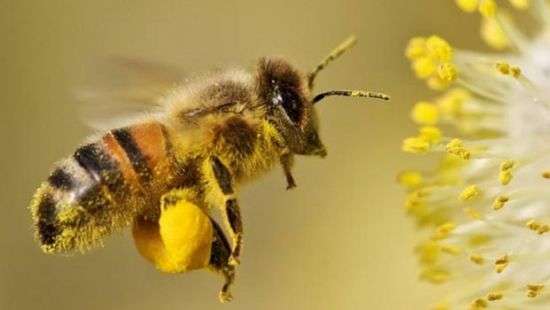 В ЕС объявили войну пестицидам, чтобы спасти пчел