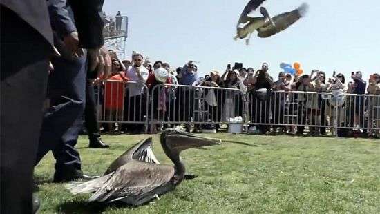 Дерзкие пеликаны едва не сорвали выпускной в Калифорнии - ВИДЕО