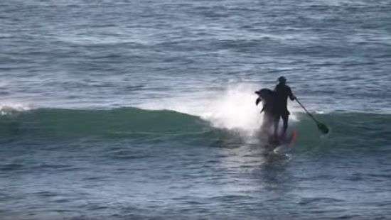Неуклюжий дельфин сбил с доски серфера и попал на ВИДЕО