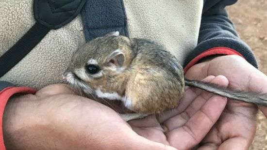 Ученые обнаружили считавшийся вымершим вид кенгуру