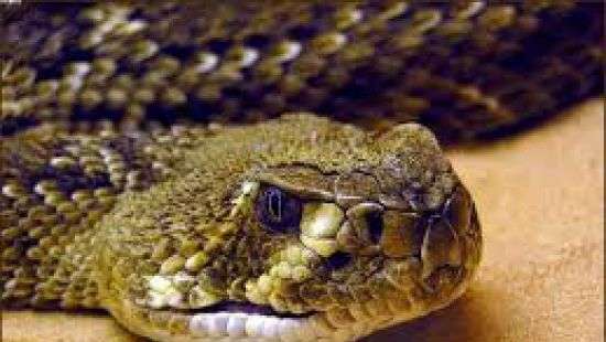 Смертоносная помощь: мужчина умер от укуса гремучей змеи, которую спас