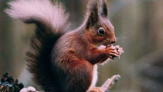 Стало известно, какое животное вдохновило на создание образа Пикачу