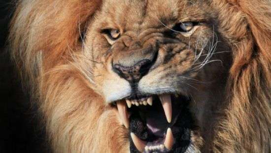 В сети появилось видео, как лев пытается открыть двери автомобиля