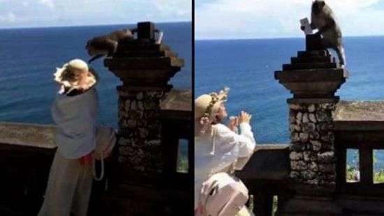 Дерзкая мартышка выхватила iPhone у туристки и попала на ВИДЕО