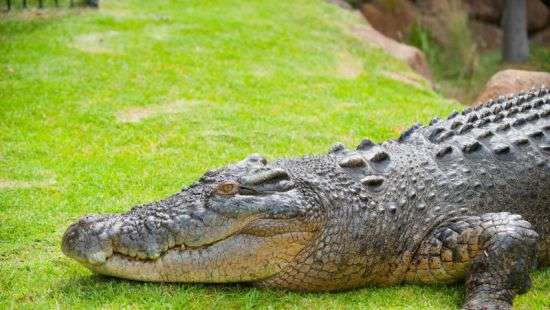 В Одесской области с пятого этажа упал полутораметровый крокодил