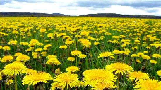 В Украине стало сверхрентабельным бизнесом выращивание одуванчиков