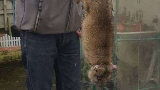 В Британии дома атакуют гигантские крысы