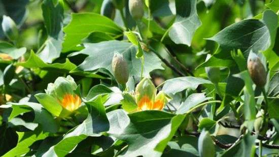 В Ужгороде на деревьях зацвели тюльпаны (ФОТО)