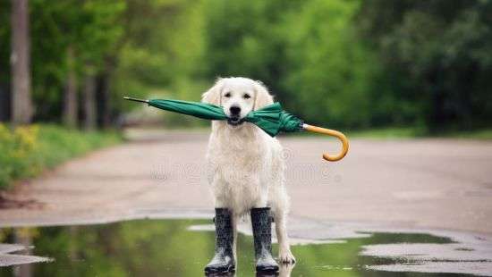 В Украине жара пойдет на спад и начнутся дожди с грозами